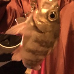 河下漁港でメバリング