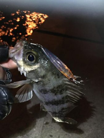 爆風のメバルプラッキング