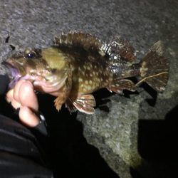 メバルにあいたい