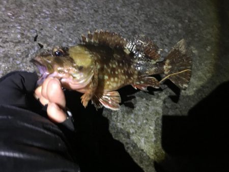 メバルにあいたい