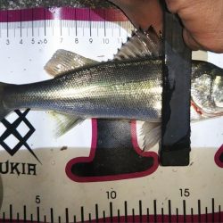 同じ釣り場の探る場所変えてみた