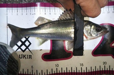 同じ釣り場の探る場所変えてみた