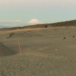 念願の初ヒラメ