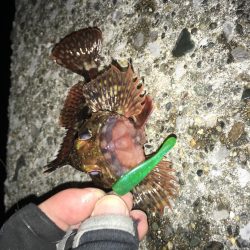 鱗付けてきました！