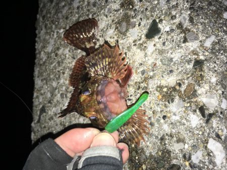 鱗付けてきました！