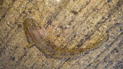 ファミリーフィッシングでGET！！