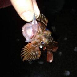 久しぶりのプラッキング