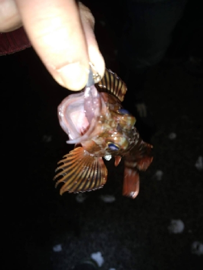 久しぶりのプラッキング