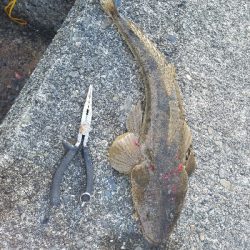 フラットフィッシュ