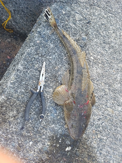 フラットフィッシュ