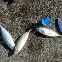 アジ釣り ~新年一発目、入れ食い!~