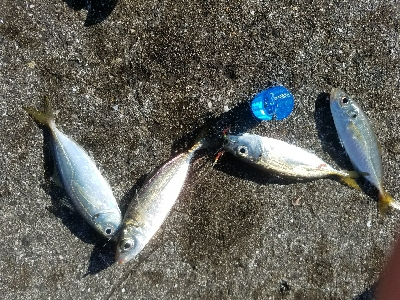 アジ釣り ~新年一発目、入れ食い!~