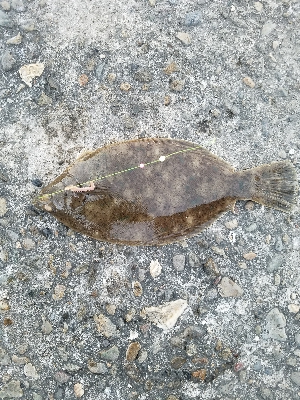 初釣行で･･･