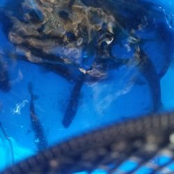 五目釣り ~冬はチョット釣りにくい~