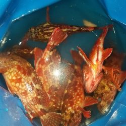 ガシラ釣り　～夕方に数が出た！～