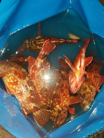 ガシラ釣り　～夕方に数が出た！～