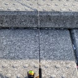 まだ居てました❗