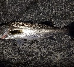 新年初の魚は？！