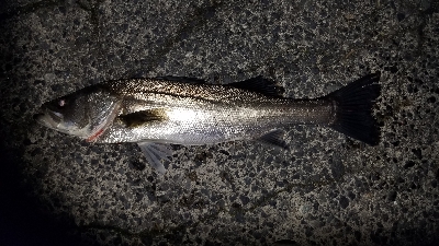 新年初の魚は？！