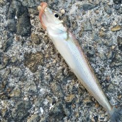 キス釣り ~1月にキス、ガシラ22センチ~