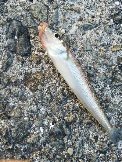 キス釣り ~1月にキス、ガシラ22センチ~