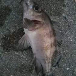 アジ釣り　～サビキ仕掛けにメバル～