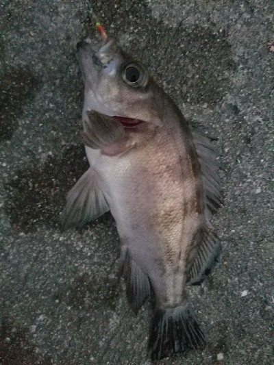 アジ釣り　～サビキ仕掛けにメバル～