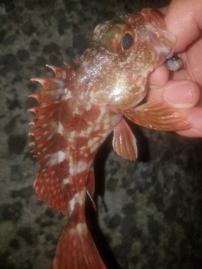 ガシラ釣り　～ちいさいなー～