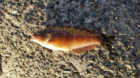 ガシラ釣れてます❗