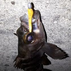 芦屋浜でもメバリング