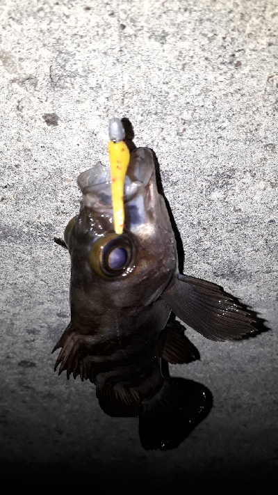 芦屋浜でもメバリング