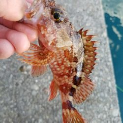 ハゲ釣り　～クジメが出た～