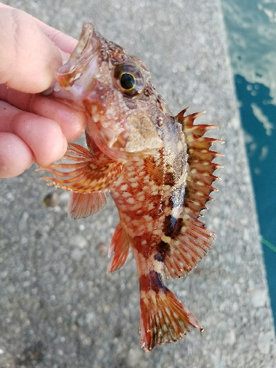 ハゲ釣り　～クジメが出た～