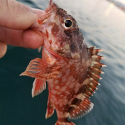 アジ釣り ~メバルも良い感じ?~