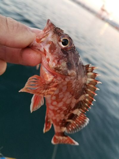 アジ釣り ~メバルも良い感じ?~