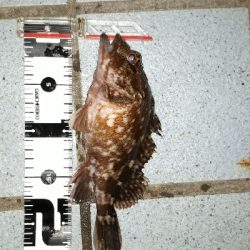 淡路島のポテンシャル２！