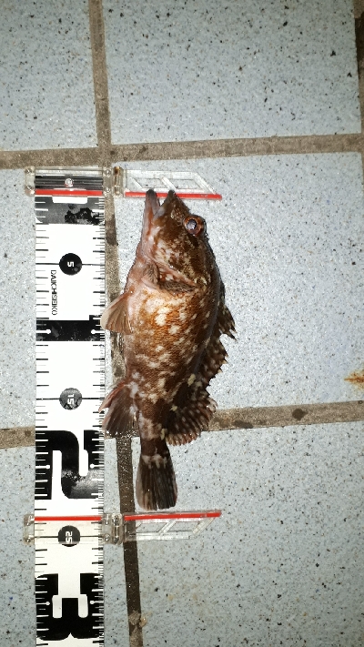 淡路島のポテンシャル２！