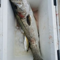 スズキ釣り　～71センチヒット～