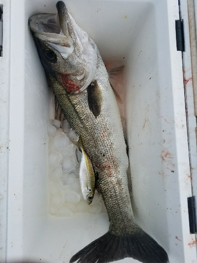 スズキ釣り　～71センチヒット～