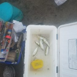 スズキ釣り ~強風高波寒波みぞれ~