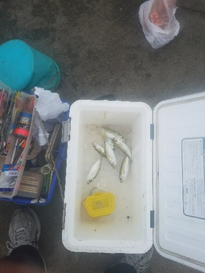 スズキ釣り ~強風高波寒波みぞれ~