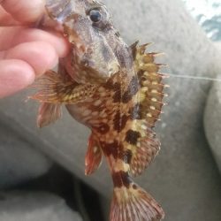 ガシラ釣り ~小さいのばーっかり~