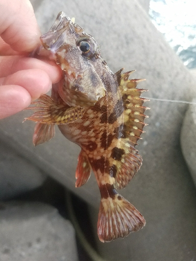 ガシラ釣り ~小さいのばーっかり~