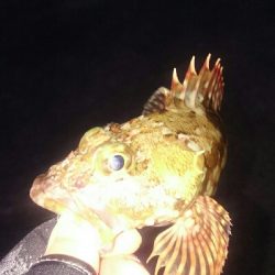 今年、初の釣り