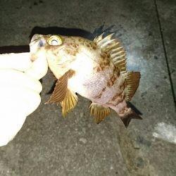 渋いアフターメバリング