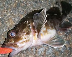 まだまだ釣れる!ロックフィッシュ!