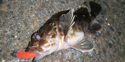 まだまだ釣れる！ロックフィッシュ！