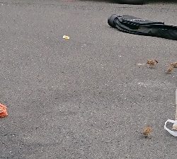 イワシも時合次第