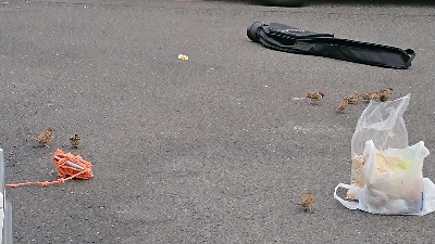 イワシも時合次第