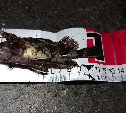 １月１２日(土)四日市港